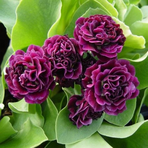 Primula auricula 'Camelot' - Kõrvikpriimula 'Camelot' P9/0,55L